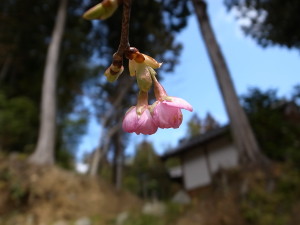 国束寺の河津桜