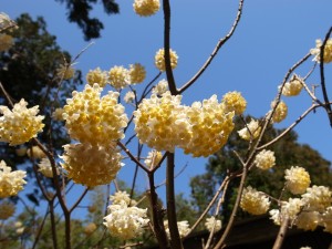 国束寺の庭　三椏の花
