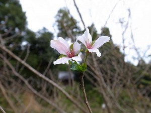 国束寺　桃源郷　10月の桜