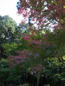 国束寺の紅葉　楓