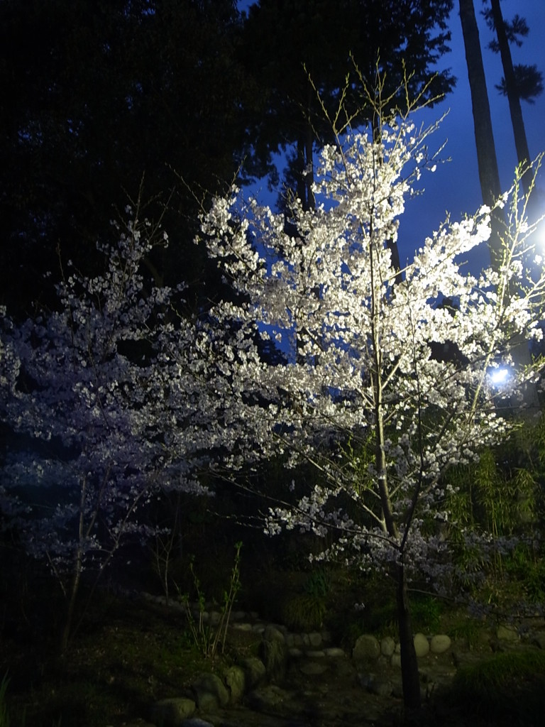国束寺　夜桜