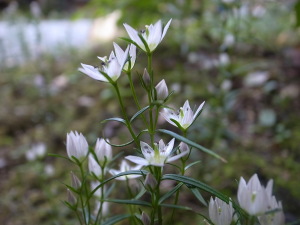 国束寺　センブリの花