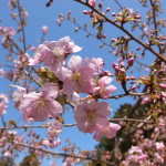国束寺の河津桜