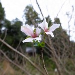国束寺　桃源郷　10月の桜
