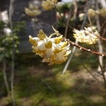 国束寺　ミツマタの花