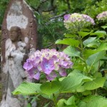 国束寺の紫陽花