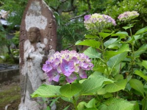 国束寺の紫陽花