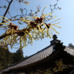 国束寺　マンサクの花