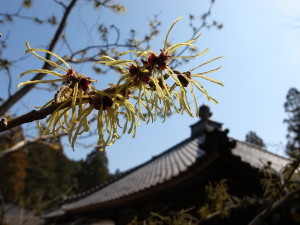国束寺　マンサクの花