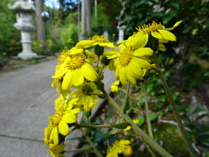 國束寺境内　ツワブキの花