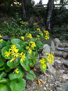 國束寺境内　ツワブキの花