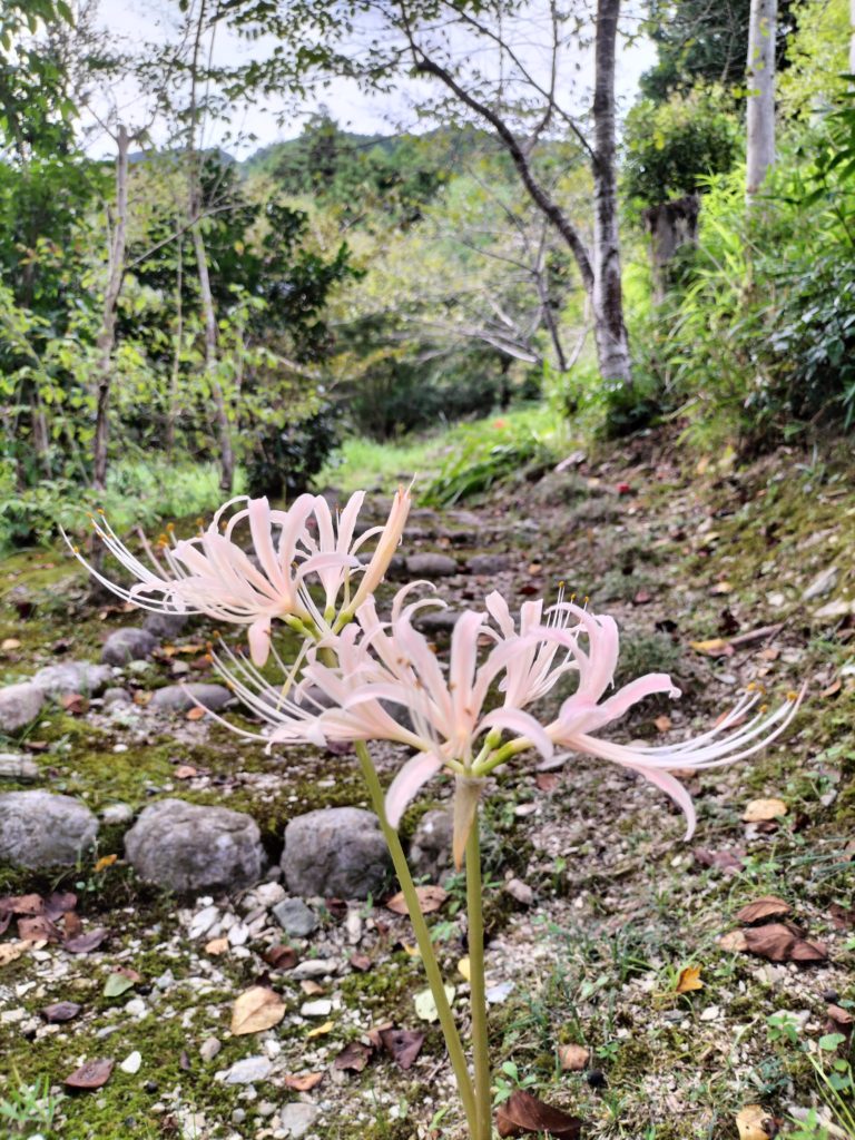 三重,伊勢,度会,彼岸花,白い彼岸花