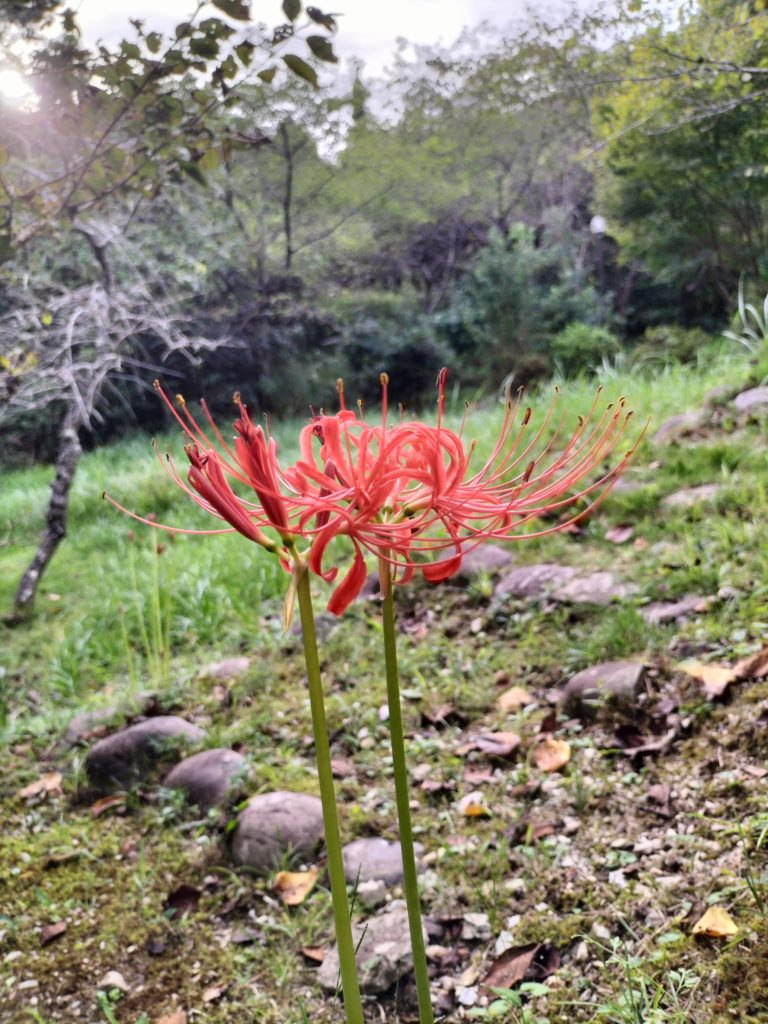 三重,伊勢,度会,彼岸花,彼岸花