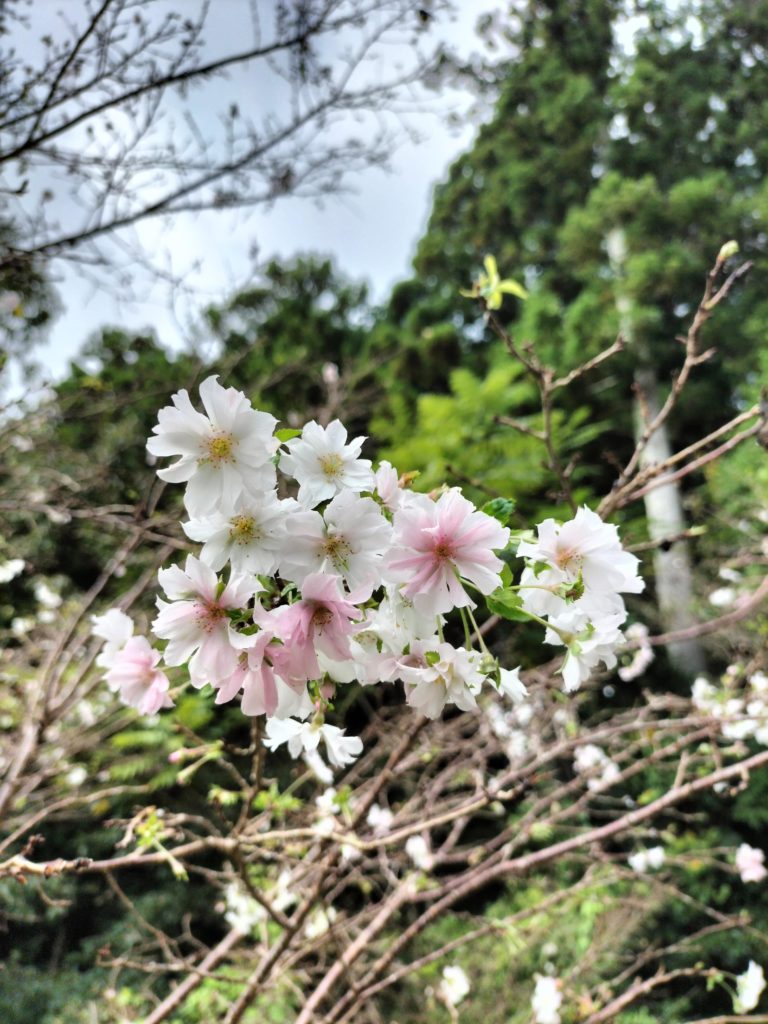 三重,伊勢,度会,十月桜,十月に咲く