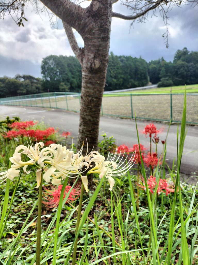 三重,伊勢,度会,彼岸花,白彼岸花