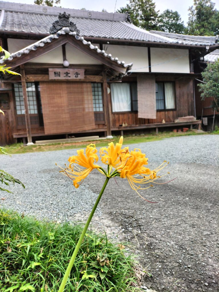 三重,伊勢,度会,黄色い彼岸花