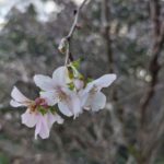 三重,伊勢,度会,十月桜