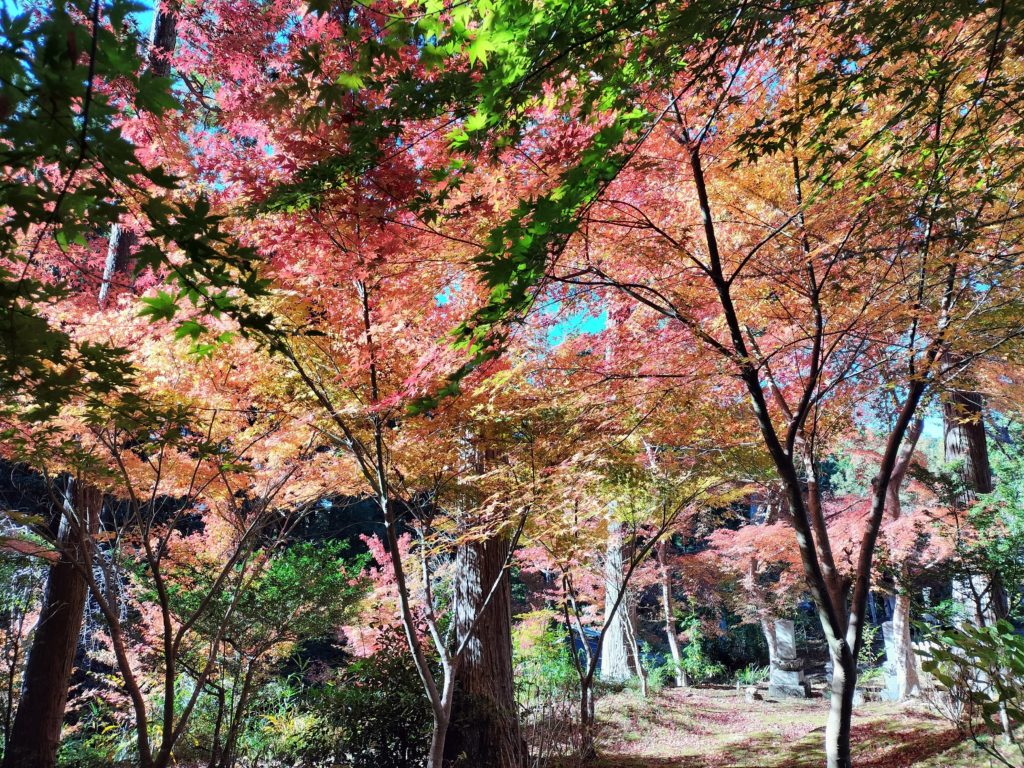 三重,度会,伊勢,紅葉,もみじ,國束寺