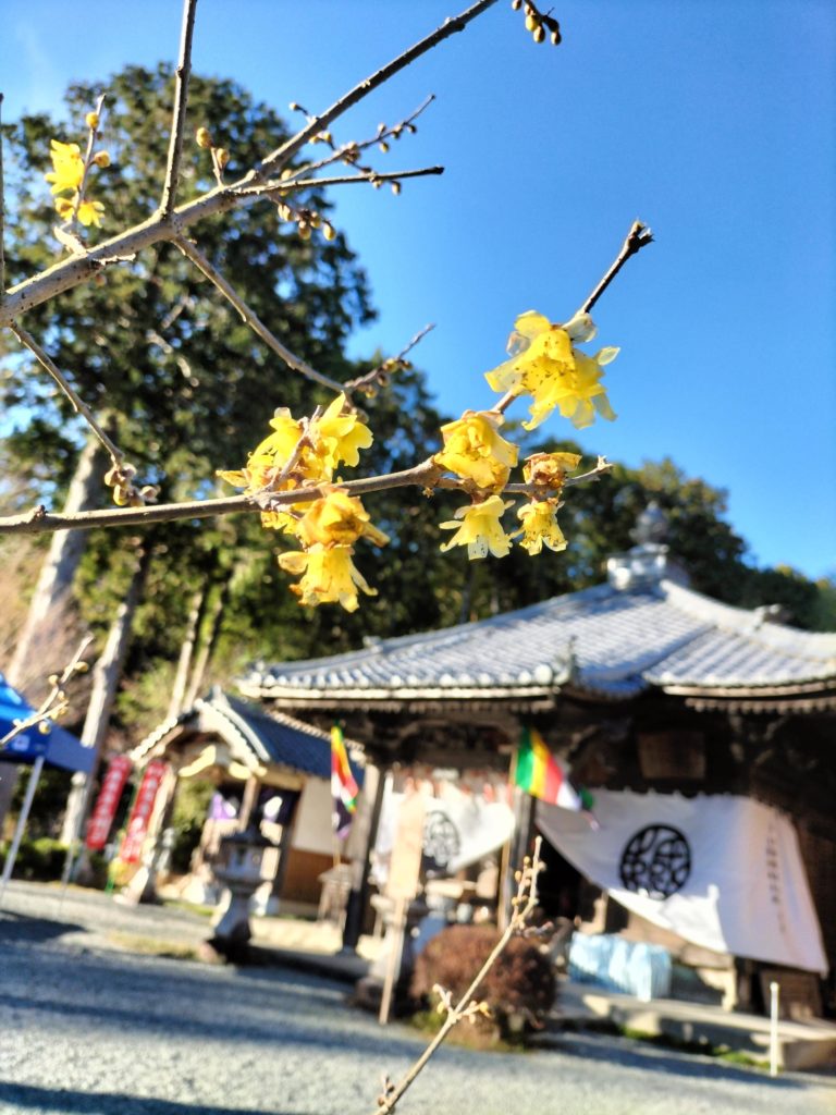 伊勢,志摩,度会,蝋梅,ロウバイ,寺