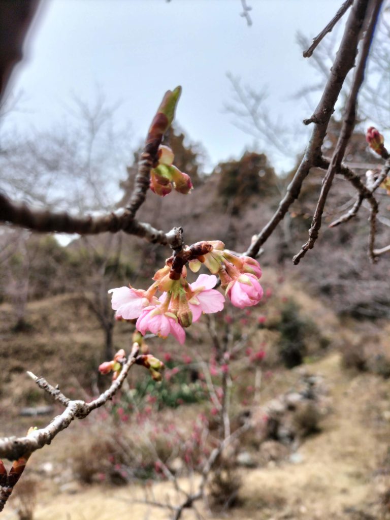 三重,度会,伊勢,河津桜,國束寺,名所