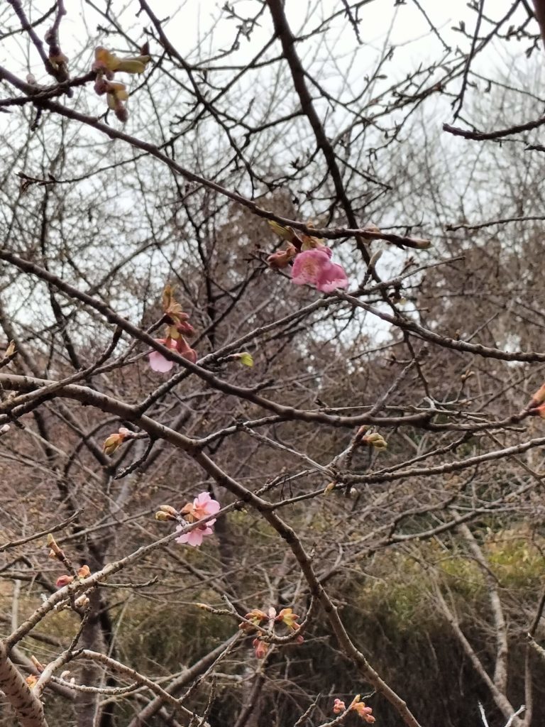 三重,度会,伊勢,河津桜,國束寺,名所