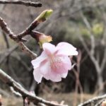 三重,度会,伊勢,河津桜,國束寺,名所