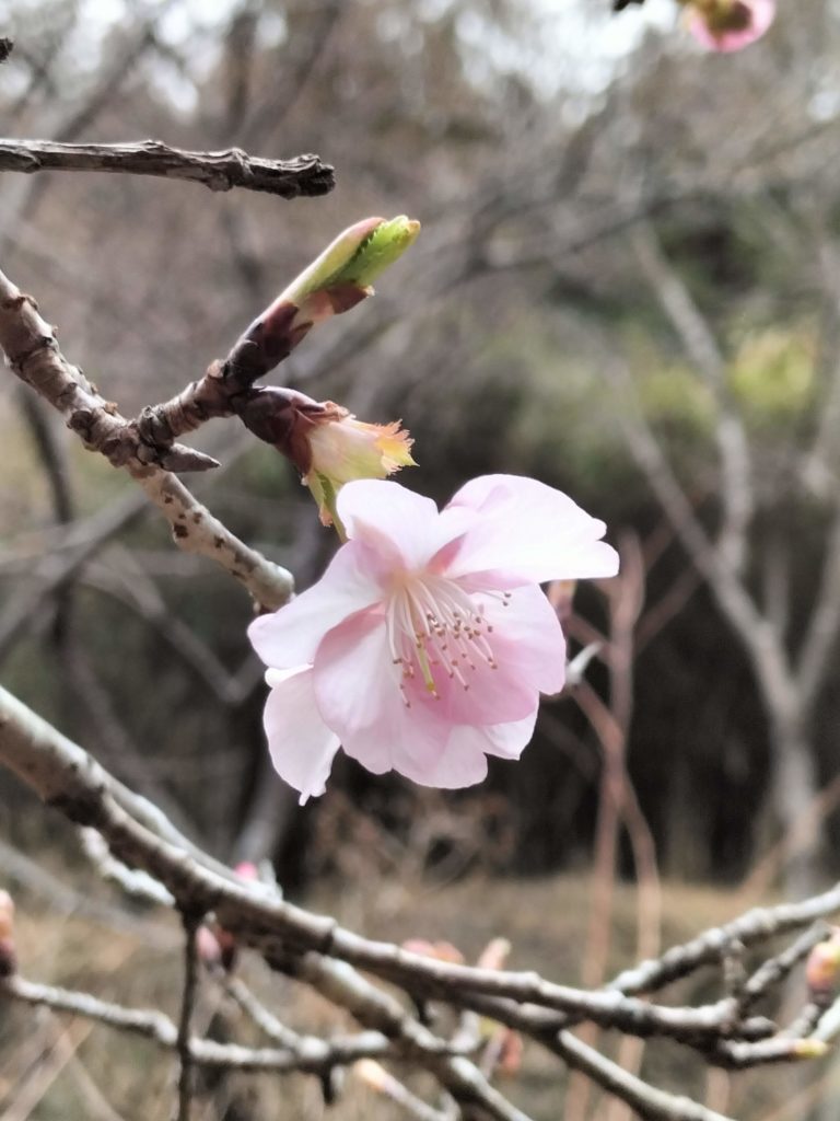 三重,度会,伊勢,河津桜,國束寺,名所