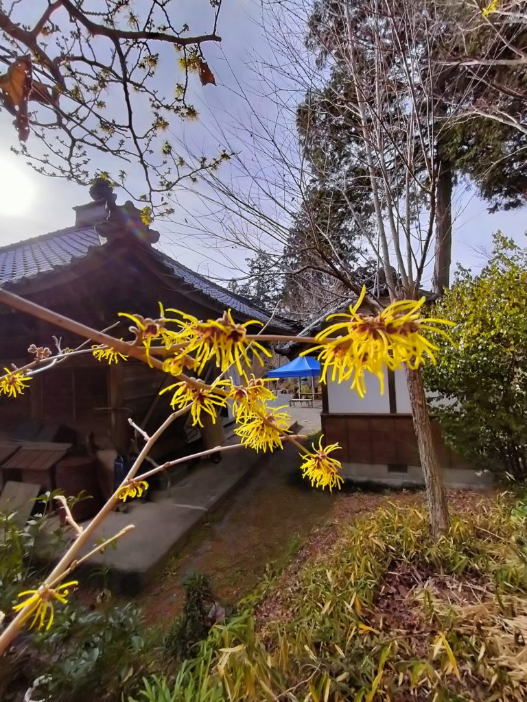 三重,度会,伊勢,マンサク,