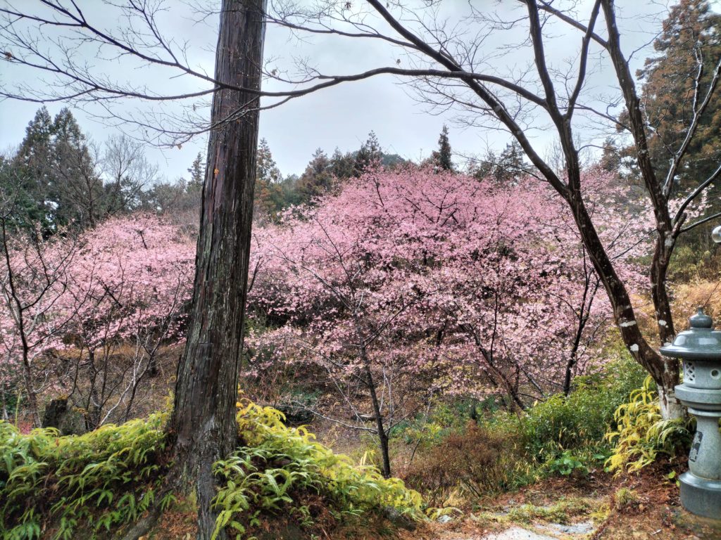 三重,度会,伊勢,河津桜,國束寺,名所