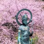 三重,度会,伊勢,河津桜,國束寺,名所