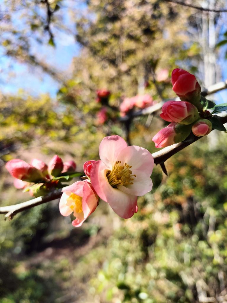 ボケ、木瓜、三重、伊勢、度会、草花、見頃