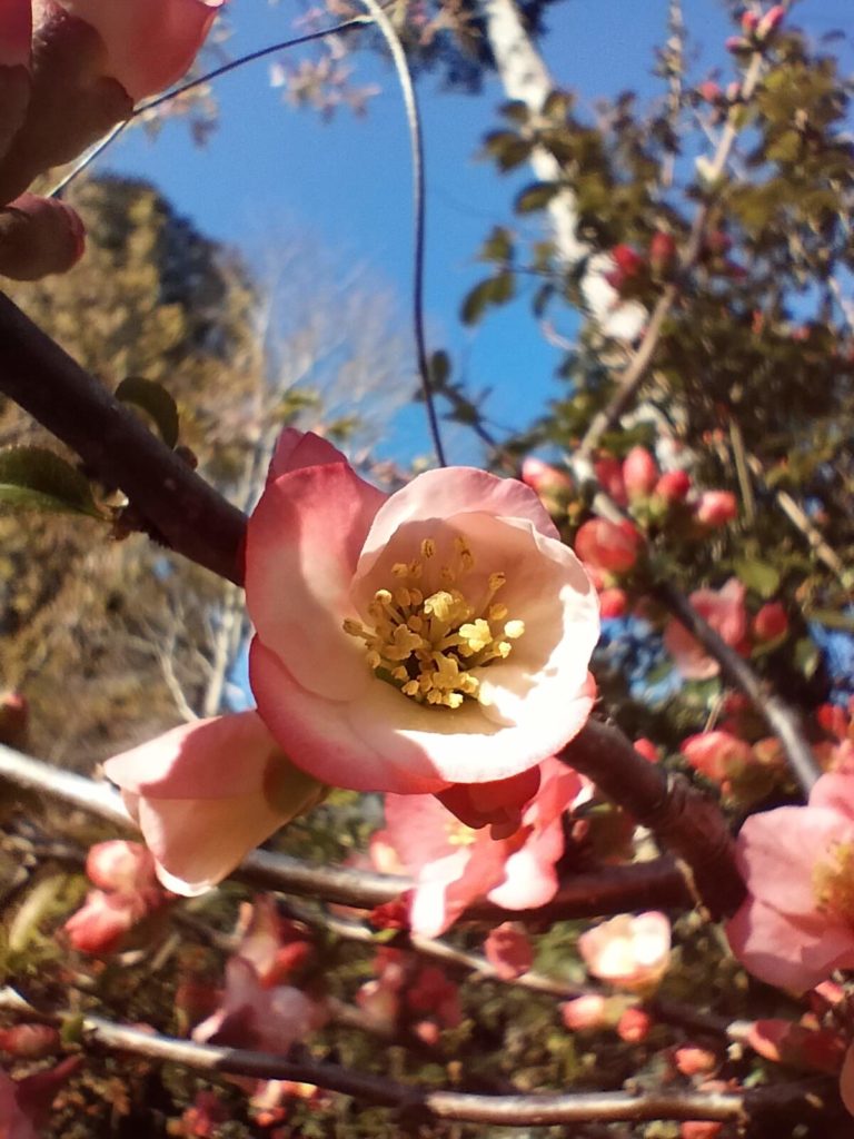 ボケ、木瓜、三重、伊勢、度会、草花、見頃