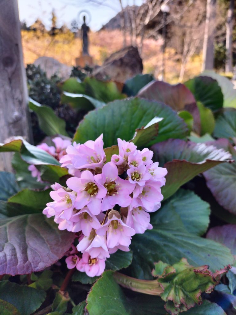 ヒマラヤユキノシタ、三重、伊勢、度会、草花、見頃