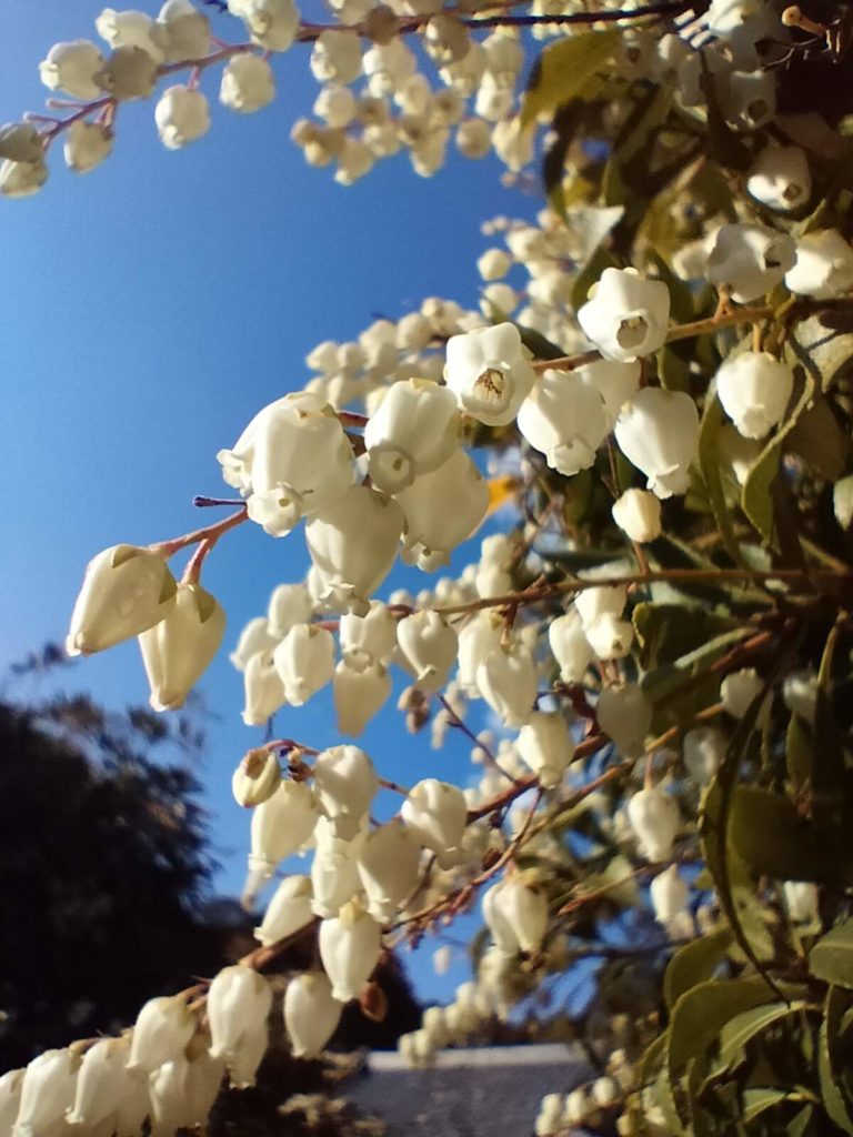 馬酔木、アセビ、エセビ、三重、伊勢、度会、草花、見頃