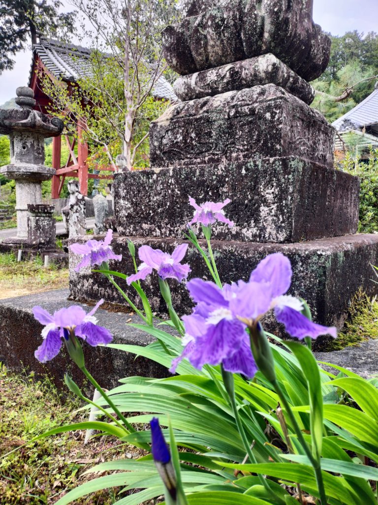 イチハツ、一初、三重、伊勢、度会、草花、見頃