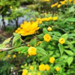 ヤマブキ、山吹、三重、伊勢、度会、草花、見頃