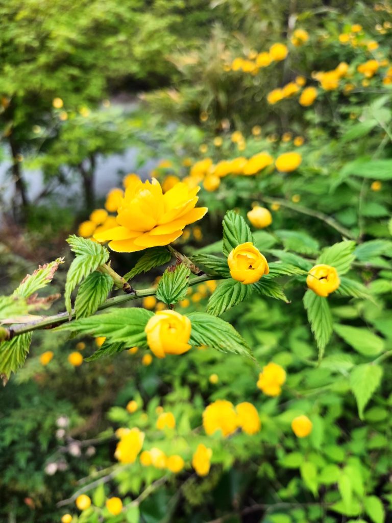 ヤマブキ、山吹、三重、伊勢、度会、草花、見頃