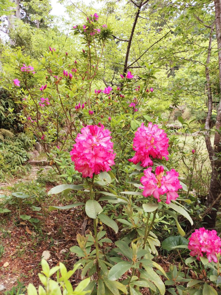 シャクナゲ、石楠花、三重、伊勢、度会、草花、見頃