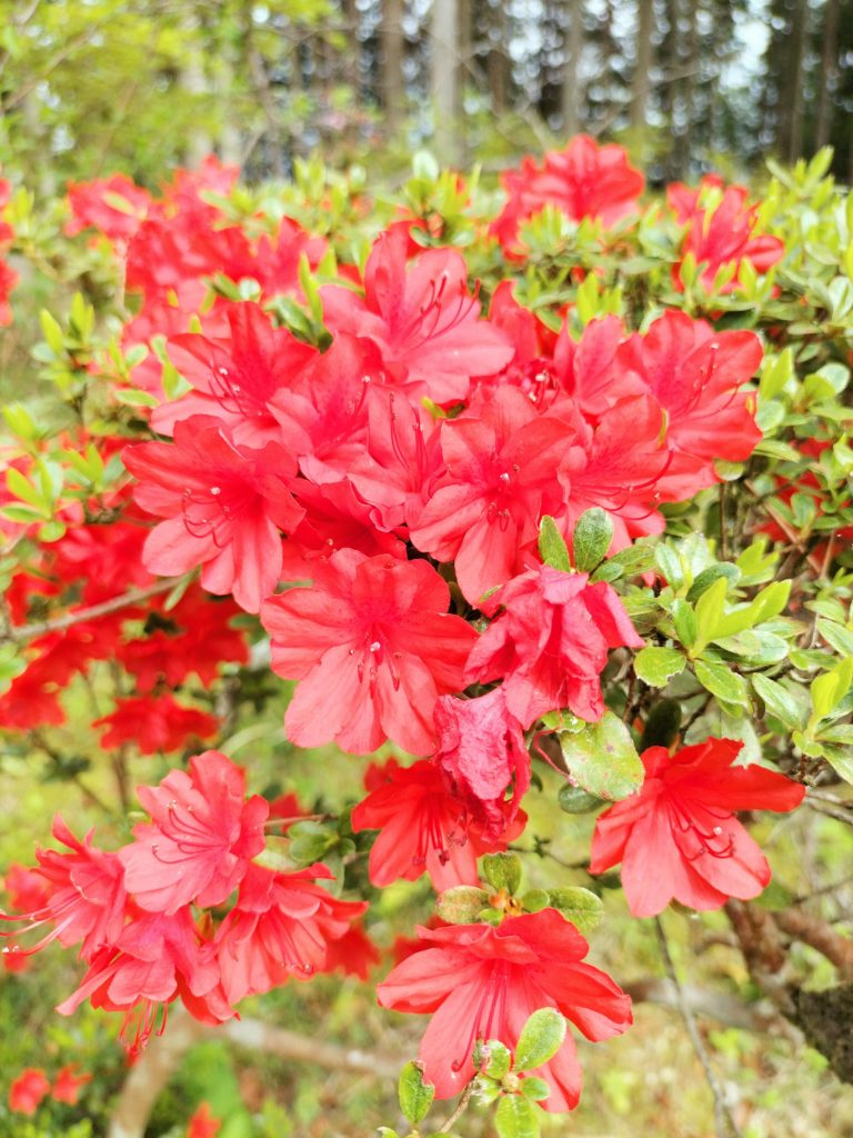 ツツジ、躑躅、三重、伊勢、度会、草花、見頃